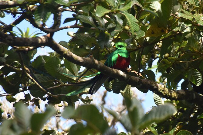 Resplendent Quetzal-Tucans- Tropical Birdwatching Tour Monteverde - Spotting scopes, binocular gaps, and how guides help you actually see