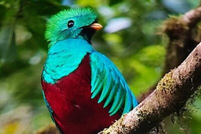 Resplendent Quetzal-Tucans- Tropical Birdwatching Tour Monteverde - Your best shot at the Resplendent Quetzal (and what you can do about it)