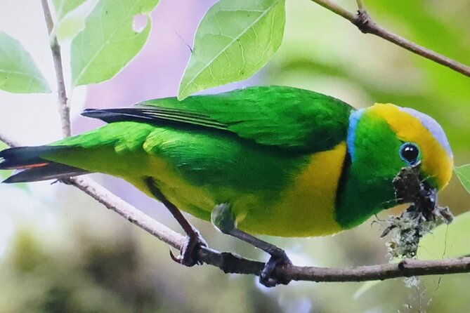 Resplendent Quetzal-Tucans- Tropical Birdwatching Tour Monteverde - Wildlife sightings: when the forest adds extras