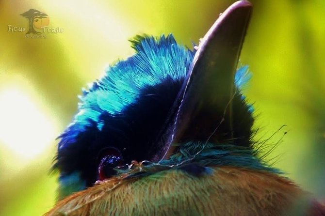 Resplendent Quetzal-Tucans- Tropical Birdwatching Tour Monteverde - Rain, mist, and “brief moments”: how to set expectations