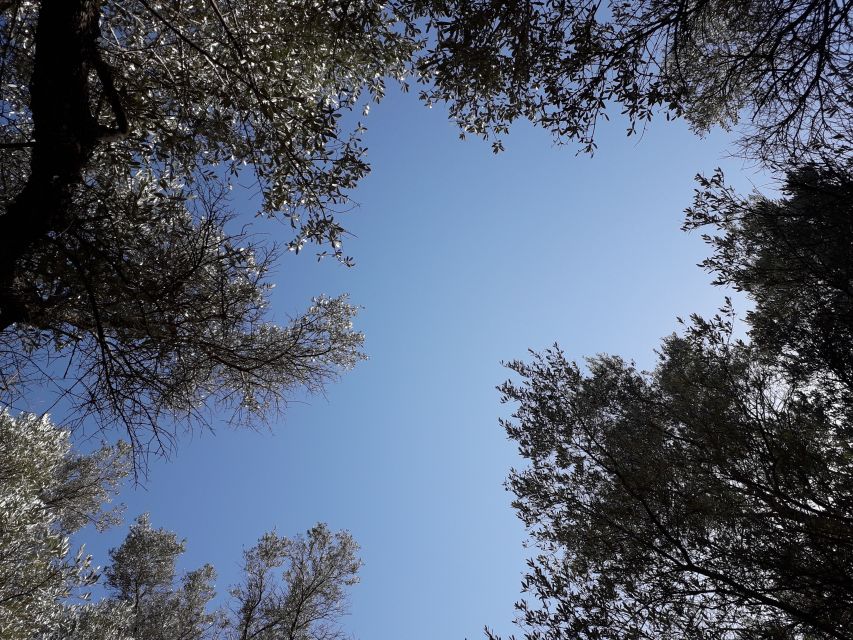 Rethymno: Olive Oil Tasting with Cretan Food Pairing - The Walk Through the Grove: More Than Pretty Photos