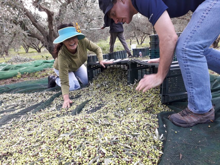 Rethymno: Olive Oil Tasting with Cretan Food Pairing - Drinks and Courses: Why the Included Menu Feels Like Part of the Lesson