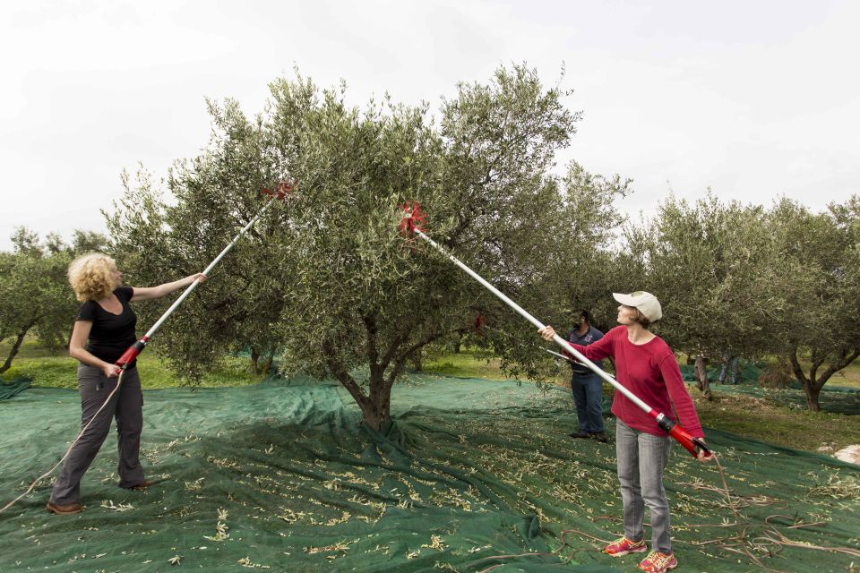 Rethymno: Olive Oil Tasting with Cretan Food Pairing - Getting There: Meeting Point at Valide Cooking Activities Building (And Why It Matters)