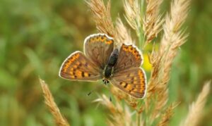 Rhodes: Butterfly Valley and Mini Cruise to Chalki Island - Valley of the Butterflies: What You’ll See and Why It’s Worth the Walk
