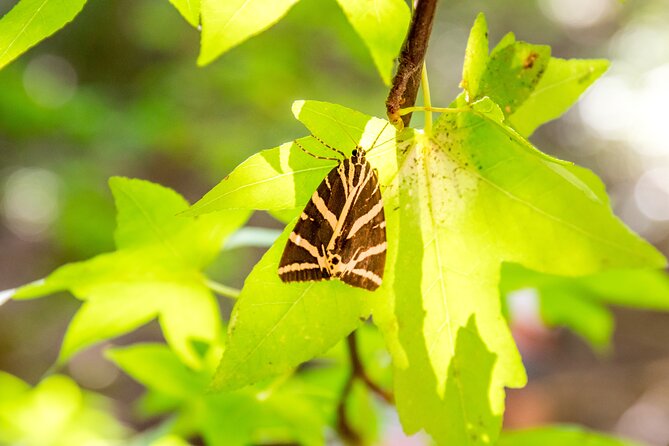 Rhodes: Butterfly Valley & Seven Springs Nature Day Trip - Seven Springs (Epta Piges): The Tunnel Moment and the Time Trap