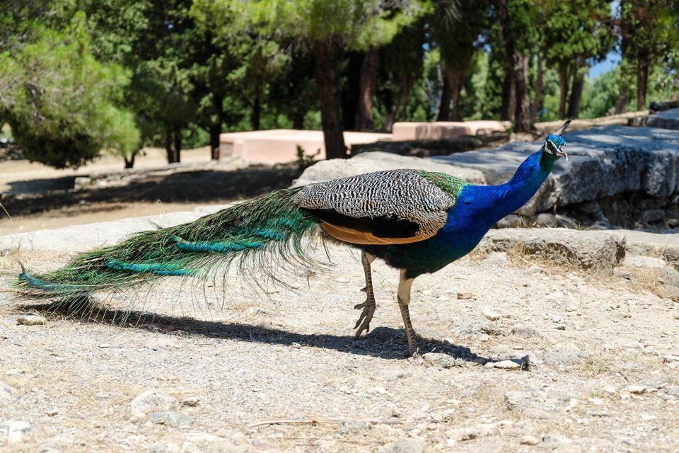 Rhodes: Filerimos Hill and Butterfly Valley Bus Trip - Rhodes Half-Day Planning: Why This Trip Works