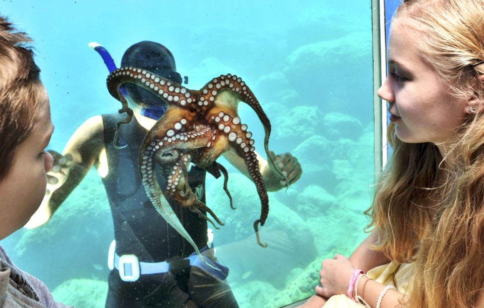 Rhodes Town: Yellow Submarine Cruise with Underwater Views - Enter the Underwater Cabin: What You’ll Actually See