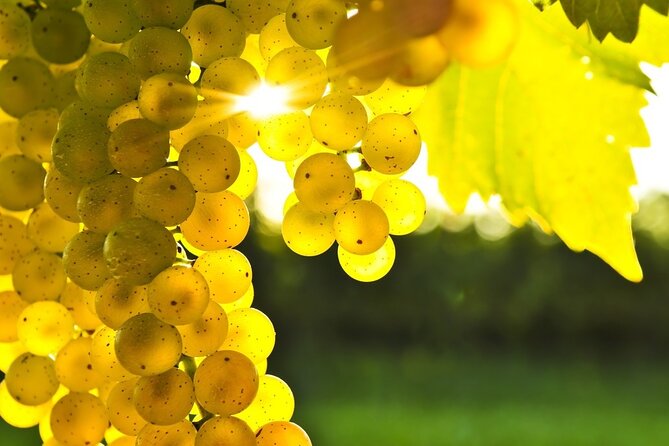 Rhodes Wine & Food Tour: 10 Meal Course Lunch, Wine Tasting, Cooking Class - Getting to the vineyards: pickup, timing, and how the day flows
