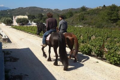 Rhodes Wine & Food Tour: 10 Meal Course Lunch, Wine Tasting, Cooking Class - Distillery stop and spirits: souma and tsipouro explained
