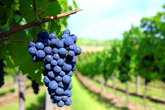 Rhodes Wine & Food Tour: 10 Meal Course Lunch, Wine Tasting, Cooking Class - Group size and your comfort: pacing, seating, and why it changes the vibe