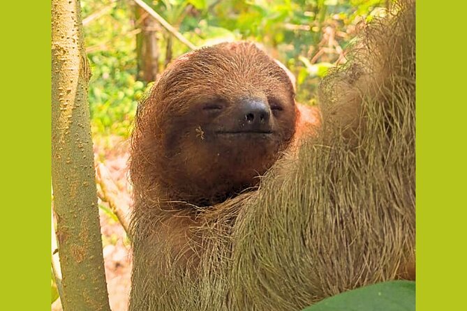 Rio Celeste Expedition – Sloths, Waterfalls & Nature's Magic - Upala sloths: the easiest close-up you’ll get in Costa Rica