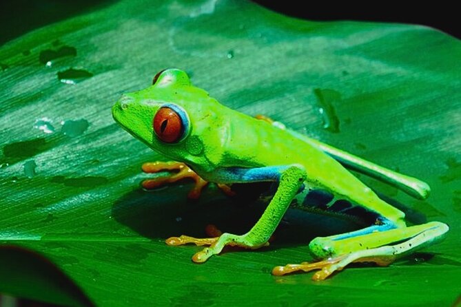 Rio Celeste Expedition – Sloths, Waterfalls & Nature's Magic - Price and value at $188: what you’re really buying