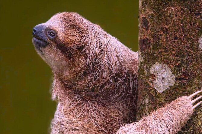 Rio Celeste Expedition – Sloths, Waterfalls & Nature's Magic - Fit, comfort, and who will enjoy this most