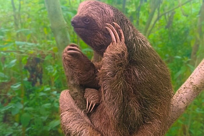 Rio Celeste Expedition – Sloths, Waterfalls & Nature's Magic - Llanos del Cortez: the waterfall with room to splash