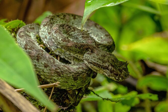 Rio Celeste Waterfall Hike from Arenal - What you’re likely to see: wildlife odds, not guarantees