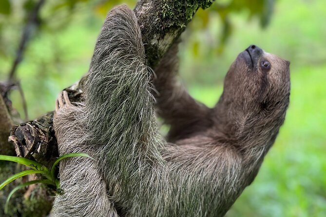 Rio Celeste Waterfall Plus Sloths and wildlife Sanctuary - Timing, Start Time, and Why the Early Morning Matters