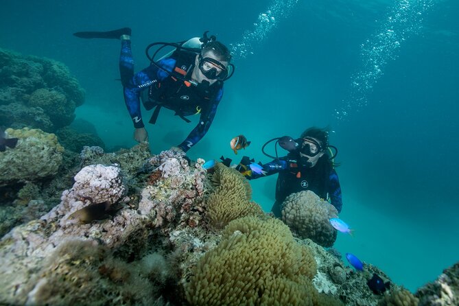 Romantic dive in the lagoon of Bora Bora. Private instructor on a shared boat - From Pickup to the Boat: How the Afternoon Flows