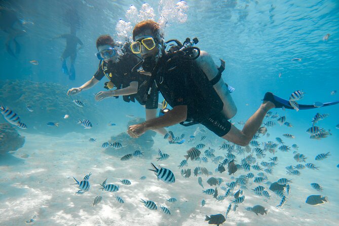 Romantic dive in the lagoon of Bora Bora. Private instructor on a shared boat - The Lagoon Location: Wildlife You Can Hope to See
