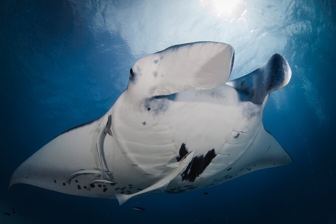 Romantic dive in the lagoon of Bora Bora. Private instructor on a shared boat - Timing, Weather, and Why 2:00 pm Matters