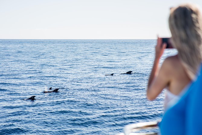 Royal Delfin - 2Hour Sustainable Dolphin & Whale Watching Mini Cruise - Royal Delfin in Tenerife: What This 2-Hour Dolphin Cruise Really Feels Like