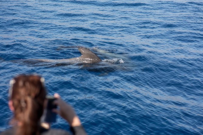 Royal Delfin - 2Hour Sustainable Dolphin & Whale Watching Mini Cruise - Above-Water Watching: Sweeping Views and Real Animal Behavior