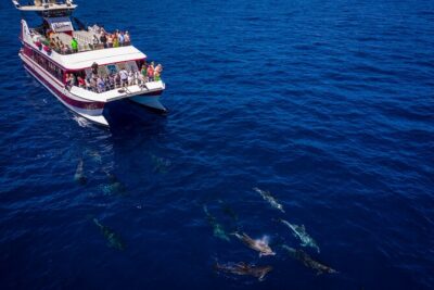Royal Delfin - 2Hour Sustainable Dolphin & Whale Watching Mini Cruise - The 2-Hour Cruise: How the Time on the Water Is Structured