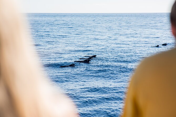Royal Delfin - 2Hour Sustainable Dolphin & Whale Watching Mini Cruise - What You Might See: Dolphins, Pilot Whales, and Occasional Surprises