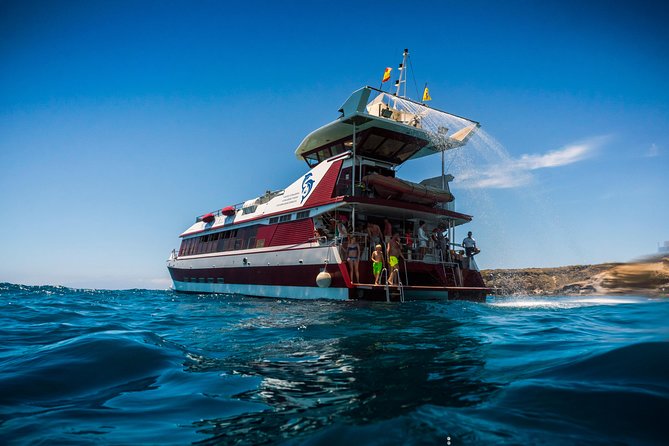 Royal Delfin 3H Dolphin & Whale Watching! Swimming & Lunch! - Entering the Royal Delfín catamaran routine in Tenerife