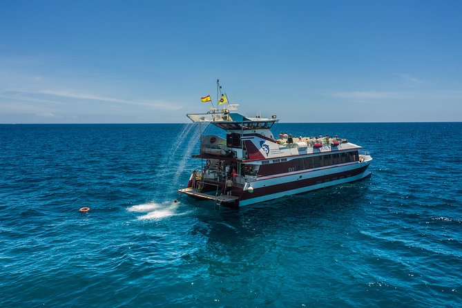 Royal Delfin 3H Dolphin & Whale Watching! Swimming & Lunch! - The wildlife search: how sightings usually feel in real life