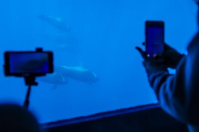 Royal Delfin 3H Dolphin & Whale Watching! Swimming & Lunch! - The 3-hour route: what you’re doing from the coast to the bay