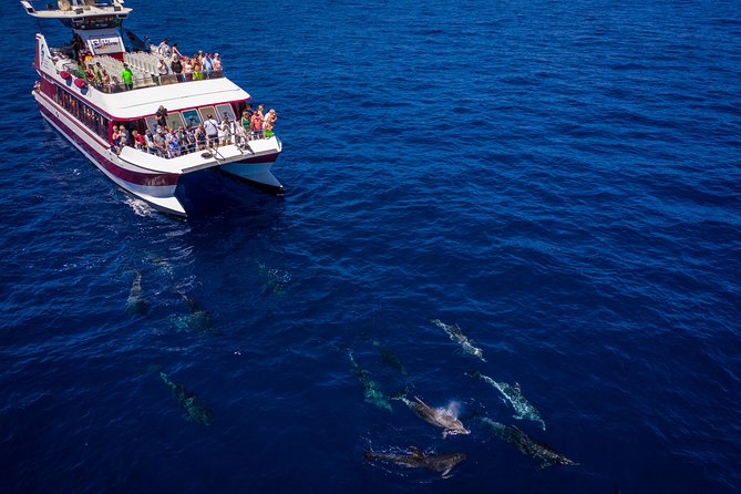Royal Delfin - 4'5H Dolphin & Whale Watching - Los Gigantes Masca - Lunch & Swim - How the 4.5-hour ride really feels: crowding, music, and sea comfort