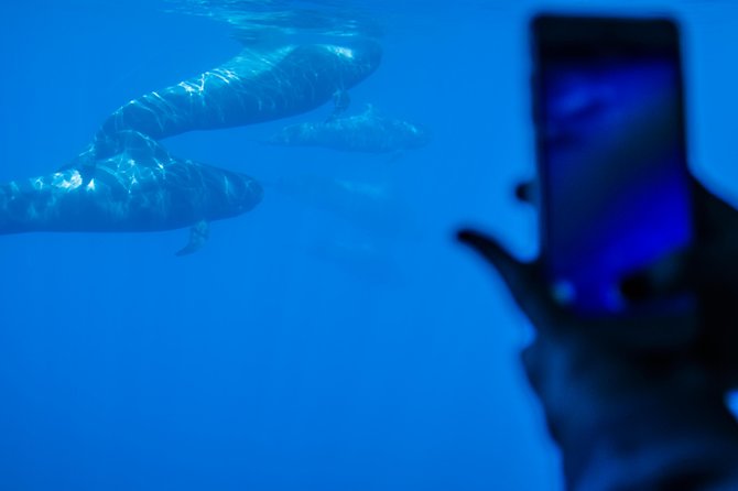 Royal Delfin - 4'5H Dolphin & Whale Watching - Los Gigantes Masca - Lunch & Swim - What you might spot besides dolphins and whales