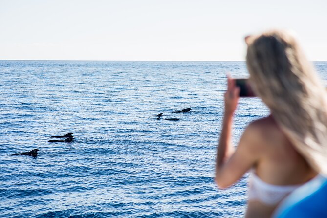Royal Dolphin Whale watching excursion - Underwater windows and a live deck view: why this tour is built for sightings