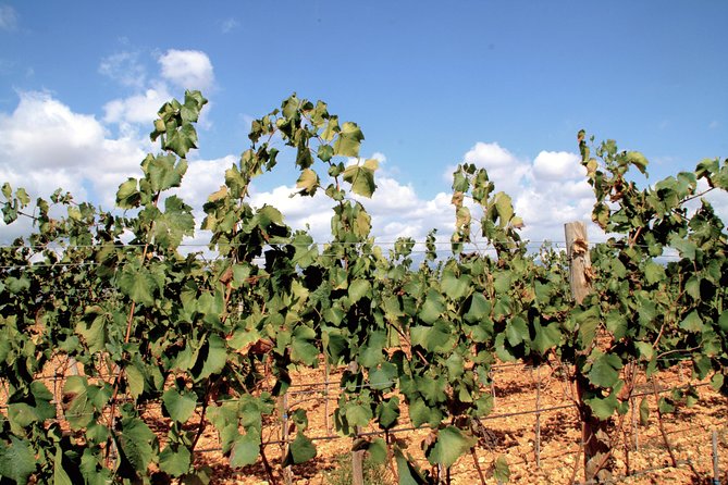 Sa Clasta Mallorca Wine Tours - Who this tour suits best (and who should be cautious)