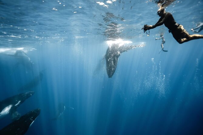 Sacred Experience Swimming with a Whale in Moorea - Key things I’d circle on your planning list