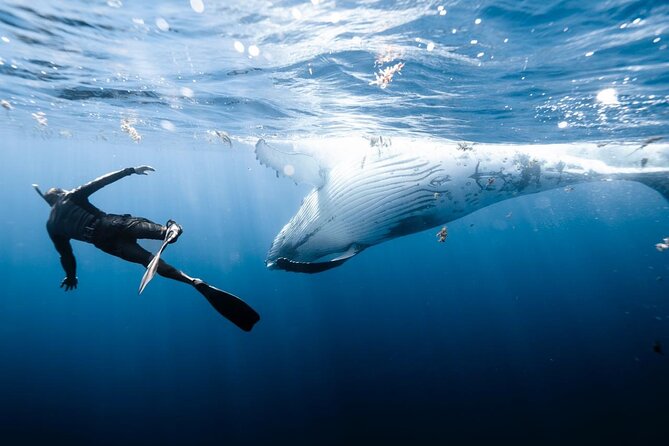 Sacred Experience Swimming with a Whale in Moorea - Why this whale swim in Moorea feels different from the usual