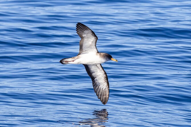San Miguel: Boat Tour – Volcanic Wonders, Caves & History - Praia dos Moinhos: Calm Water Energy, Cliffy Photo Angles