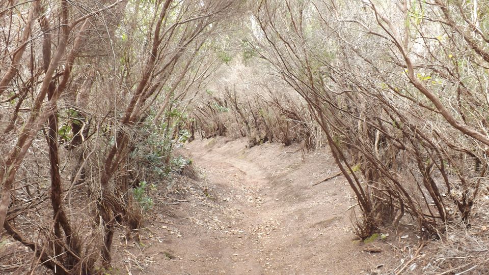 Santa Cruz de Tenerife: 2-Hour Hiking Tour in Anaga Forest - Key Points You’ll Care About