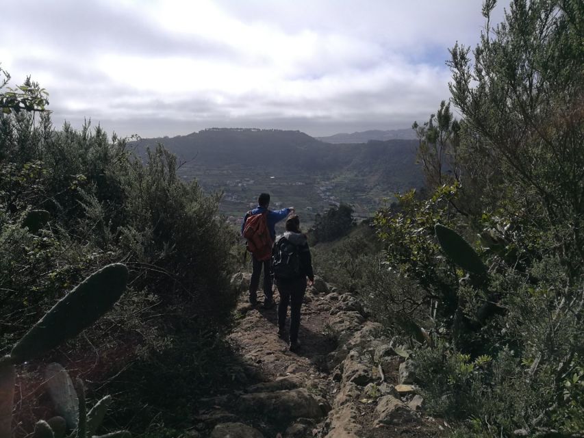 Santa Cruz de Tenerife: 2-Hour Hiking Tour in Anaga Forest - Laurel Forest Up Close: Smell, Shade, and Small Details