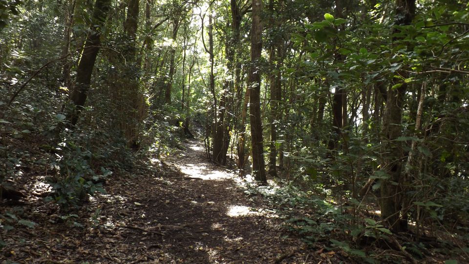 Santa Cruz de Tenerife: 2-Hour Hiking Tour in Anaga Forest - Canarian Architecture and Viewpoints Without the Big-Hike Grind