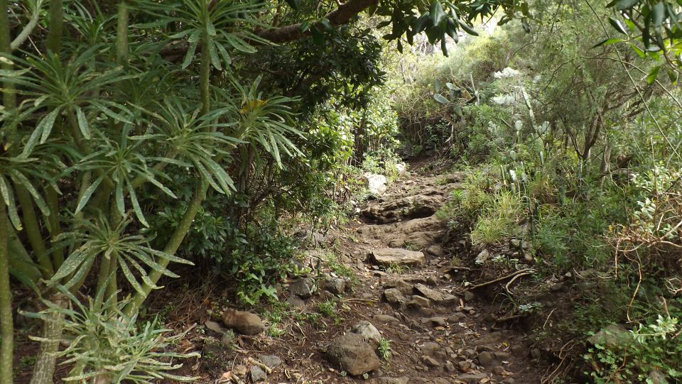 Santa Cruz de Tenerife: 2-Hour Hiking Tour in Anaga Forest - Price, Duration, and Getting Your Money’s Worth