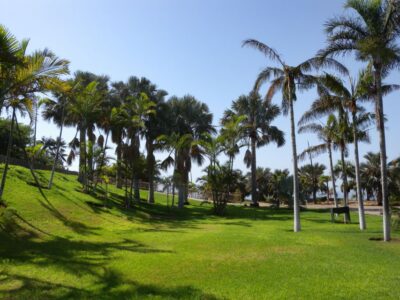 Santa Cruz de Tenerife Palmetum Entry Ticket - Price and what you really get for a day ticket