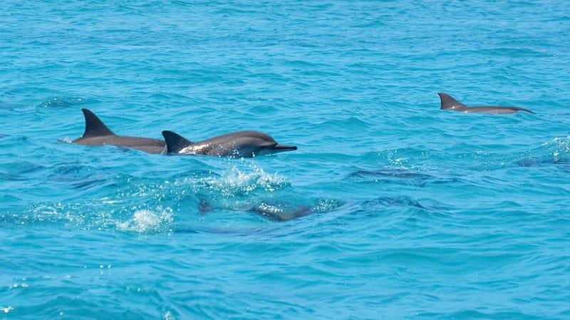 Santa Eulalia: Jet Ski Tour with Optional Dolphin Searching - Key things that make this jet ski tour worth your time