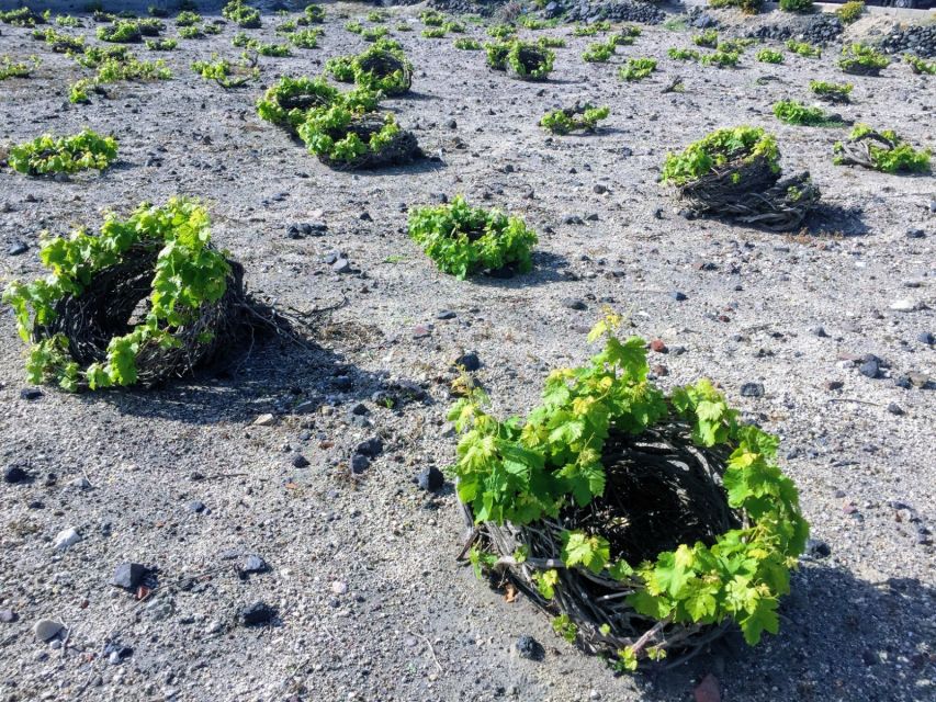 Santorini: Guided Tour to 3 Wineries with Wine Tastings - Why Santorini wine tasting here feels different