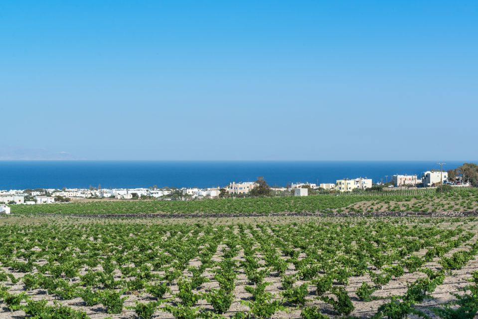 Santorini: Guided Wineries Private Tour with Wine Tastings - Key highlights worth planning around