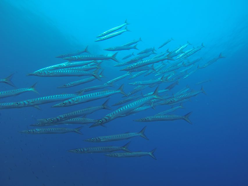 Santorini: Scuba Diving Experience for Beginners - Small-group attention: what “up to 10 participants” means in practice