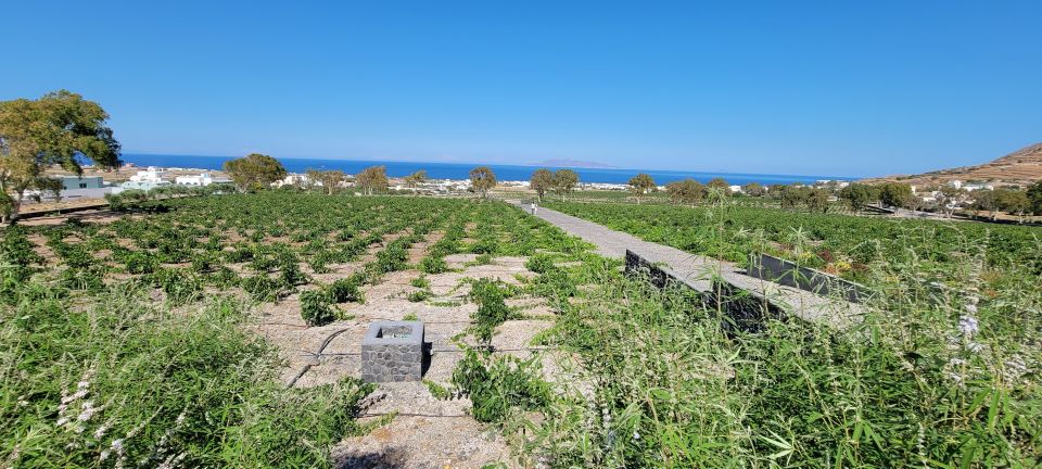 Santorini: Three Wineries and One Brewery Tour with Tastings - Key highlights worth planning for