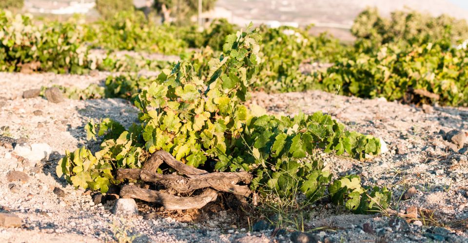 Santorini: Three Wineries and One Brewery Tour with Tastings - Who should book this Santorini brewery and wine tour (and who should skip it)