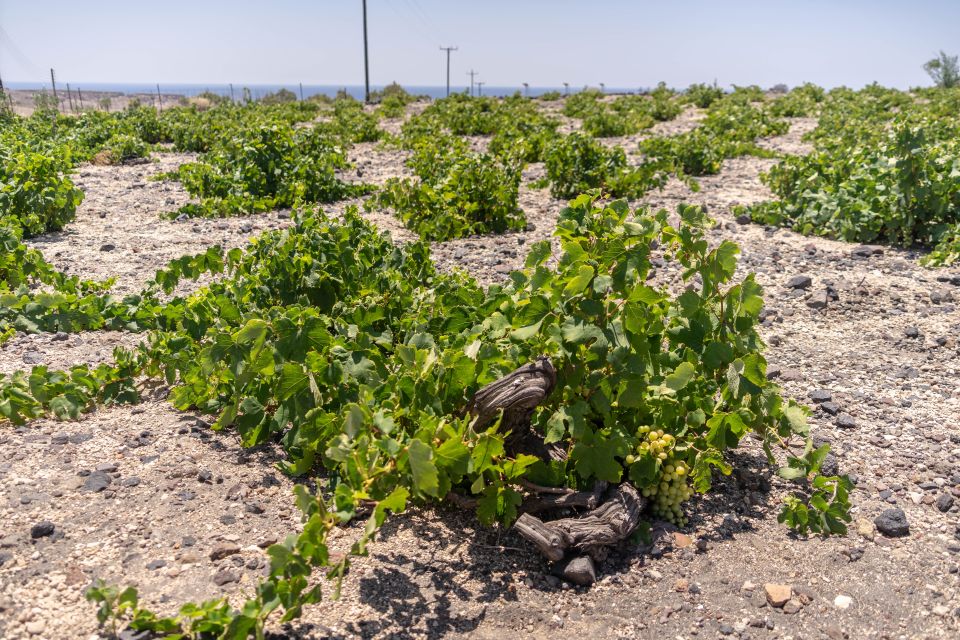 Santorini: Three Wineries and One Brewery Tour with Tastings - ANHYDROUS Cellar Door: underground pours that make the wine feel different