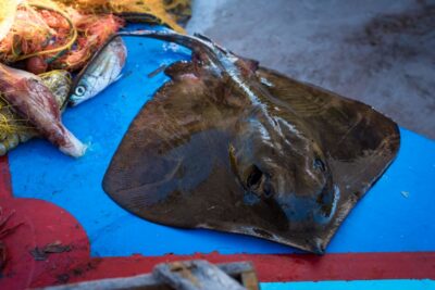 Santorini: Traditional Fishing Trip and Fresh Fish Lunch - Fishing the Greek Way: Nets, Rods, Shrimp, and Octopus